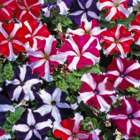 Петунія Танго F1 зоряна суміш