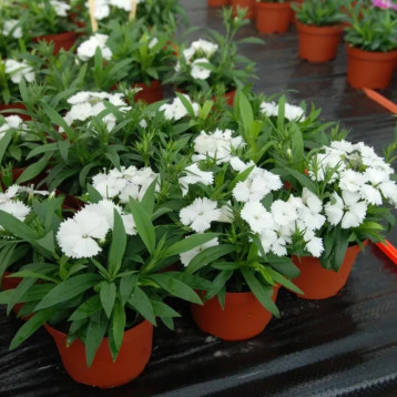 Чиба F1 белая семена гвоздики межвидовой (Hem Genetics)