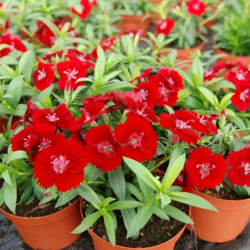 Чиба F1 кримсон семена гвоздики межвидовой (Hem Genetics)