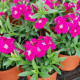 Чиба F1 пурпурная семена гвоздики межвидовой (Hem Genetics)