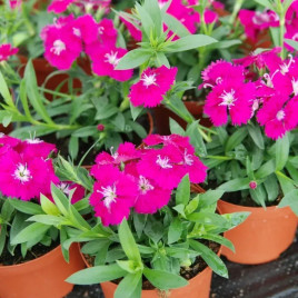 Чиба F1 пурпурная семена гвоздики межвидовой (Hem Genetics)