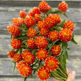 Гомфрена оранжевая семена (Hem Zaden)