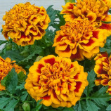 Бархатцы Чика флейм