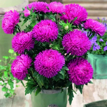 Айстра Леді Корал темно-рожева