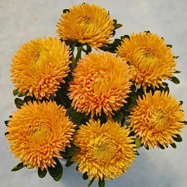 Айстра хризантемовидна Сірінга помаранчева