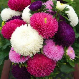 Айстра Сирінга суміш (Mix)