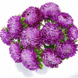Айстра Сірінга фіолетова