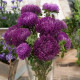 Сиринга фиолетовая семена астры хризантемовидной однол. 60-70см (Satimex)