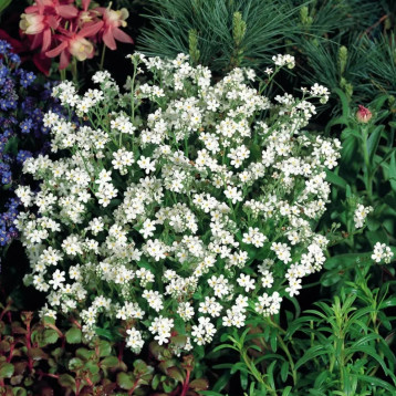 Незабудка Сільва біла (white)
