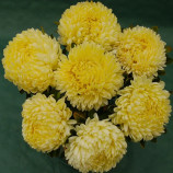 Леди Коралл желтая (Yellow) семена астры на срез однол. 60-70см (Satimex)