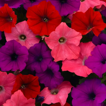 Петуния Изи Вейв F1 сауз бич