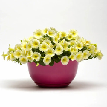 Петунія Ізі Вейв жовта (yellow)