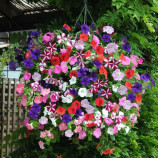 Петуния Изи Вейв F1 смесь (mix)