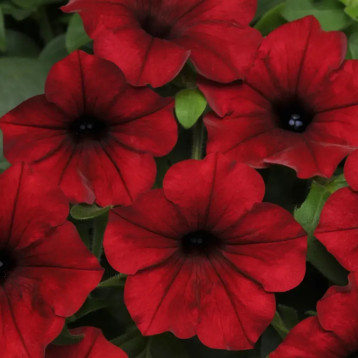 Петунія Тайдал Вейв F1 ред велюр