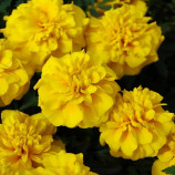 Чика лимонная (yellow) семена бархатцев 25-30см (Hem Genetics)