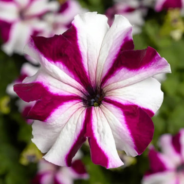 Петуния Тритуния кримсон звезда