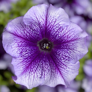 Петунія Трітунія синя з прожилками 