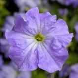 Петунія Тритунія небесно-синя