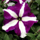 Петуния Тритуния пурпурная звезда