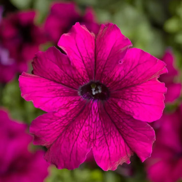 Петунія Трітунія бургунді