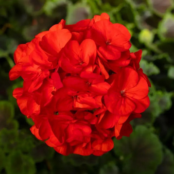 БуллзАй F1 скарлет семена пеларгонии (Syngenta)