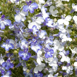 Лобелия Ривьера блу сплеш (Pan American)