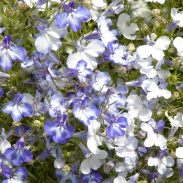 Лобелия Ривьера блу сплеш (Pan American)