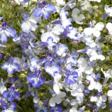 Лобелія Рів'єра блу сплеш (Pan American)