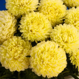 Астра Бьютифул Дэй желтая (Yellow)