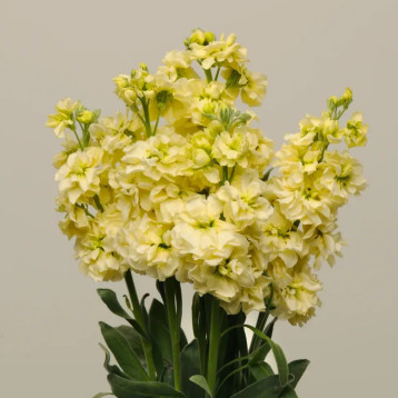 Кетс жовтий (yellow) насіння левкоя на зріз (Pan American)