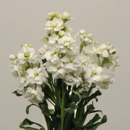 Кетс белая семена левкоя на срез (Pan American)