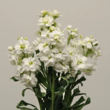 Кетс белая семена левкоя на срез (Pan American)