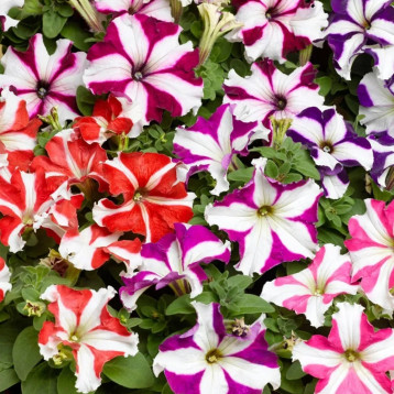 Петунія Трітунія зіркова суміш