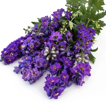 Дельфініум Магічний Фонтан F1 темно-синій з темим вічком