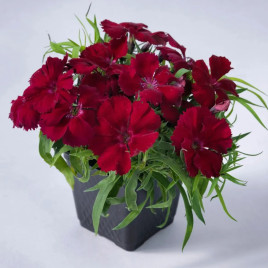 Диана F1 кримсон семена гвоздики китайской 20-25см (Hem Genetics)