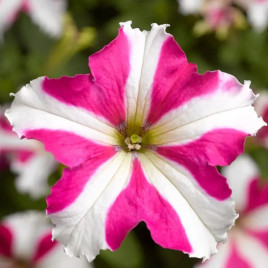 Петуния Тритуния розовая звезда