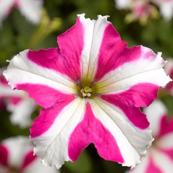 Петуния Тритуния розовая звезда