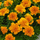 Бархатцы Супер герой оранжевые 