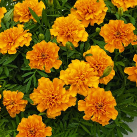 Чорнобривці Супер герой помаранчеві (Orange) 