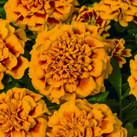 Чорнобривці Супер герой оранжеві з вічком 