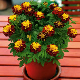 Супер герой spry семена бархатцев однол. 15-20см (Benary)