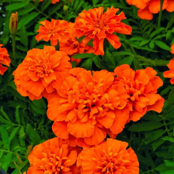 Чорнобривці Супер герой темно-помаранчеві