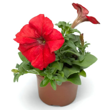 Петунія Трітунія F1 червона (red)