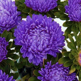 Айстра Бьютіфул Дей темно-синя