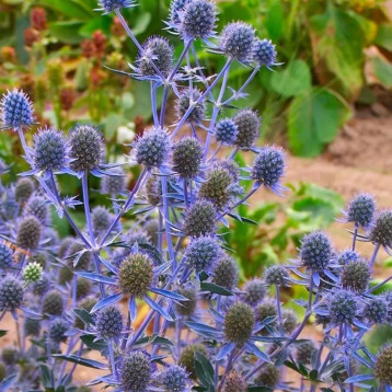 Синеголовник полевой 