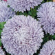 Айстра Сірінга лавандова