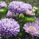 Айстра Сірінга лавандова