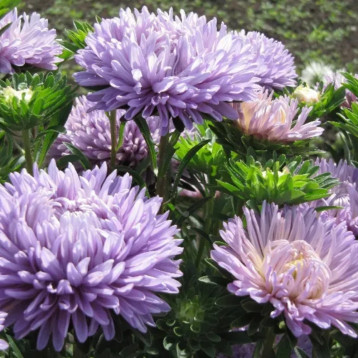 Айстра Сірінга лавандова