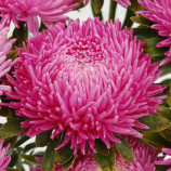 Айстра Сірінга сільвер-роуз