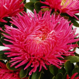 Айстра Ювель рожева (Pink)